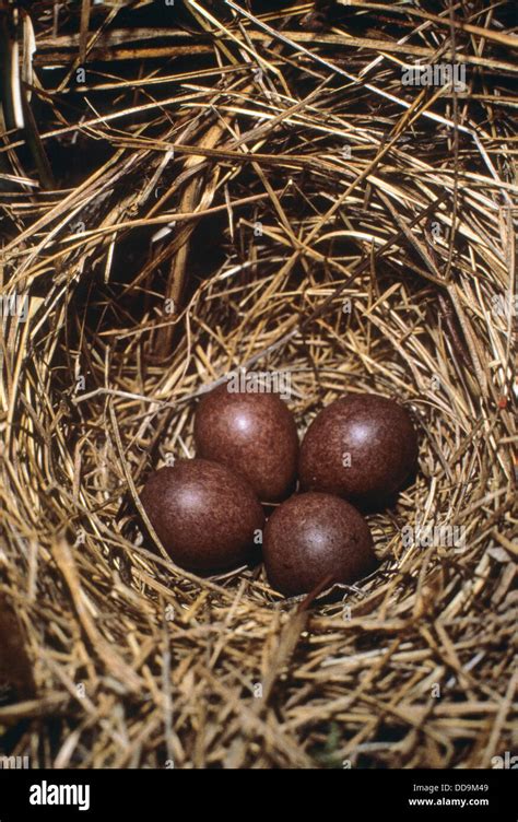 Tree pipit, nest, eggs, Baumpieper, Baumpieper, Baum-Pieper, Ei, Eier ...