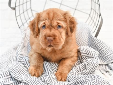 Mini Hippo Puppy Brown ID:35367 Located at Petland Novi, Michigan