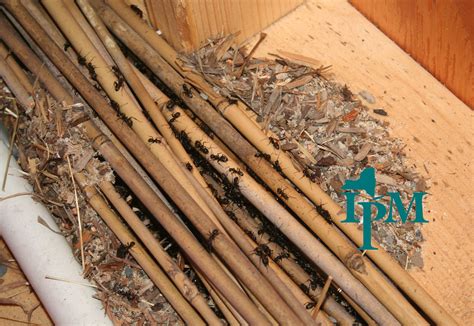 Carpenter ant nest | This carpenter ant nest found in a stor… | Flickr