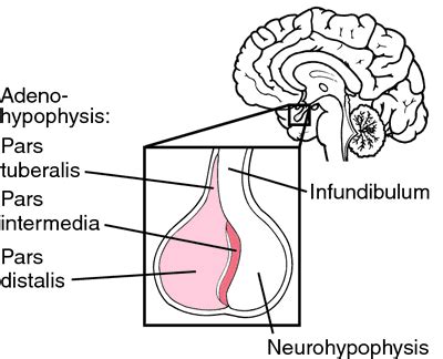 Adenohypophysis - Definition, Location, Functions and Pictures - Bodterms