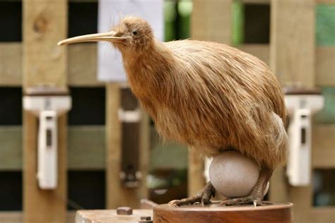 Kiwi Bird Egg: How Big Is It, How Long Does It Take To Hatch, And More! | Kidadl