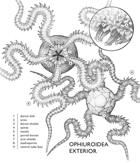 Brittle Star Anatomy by MathiasOddo on DeviantArt