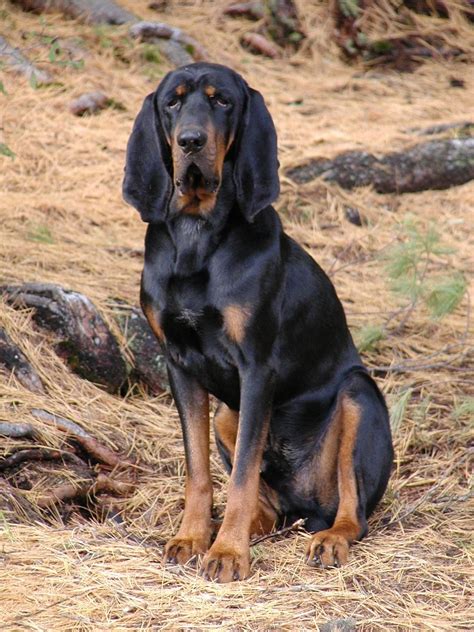 Black and Tan Coonhound dog Coonhound Puppy, Bluetick Coonhound, Dog ...