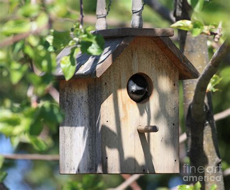 Chickadee in Birdhouse Photograph by Marjorie Imbeau - Fine Art America