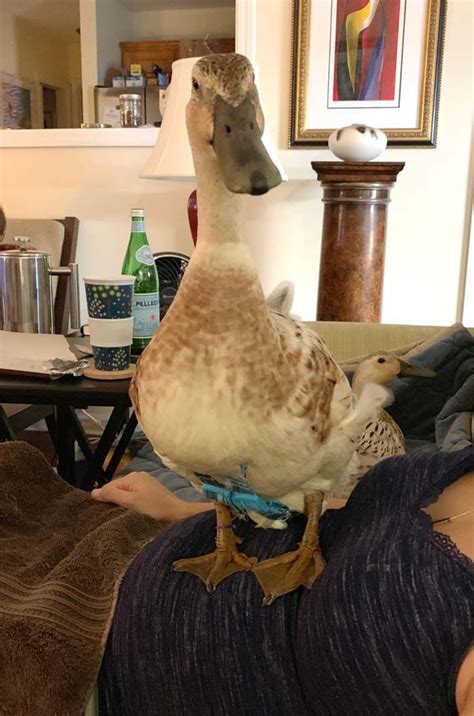 a duck sitting on top of a woman's head next to a coffee table