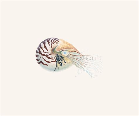 Chambered Nautilus Drawing at PaintingValley.com | Explore collection ...