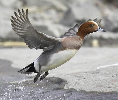 Eurasian Wigeon male | Duck species, Duck pictures, Animals beautiful