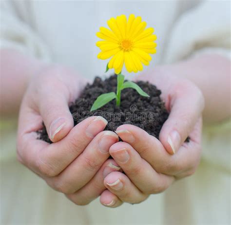 Female Hands Holding Flower Stock Image - Image of gardening, growing ...