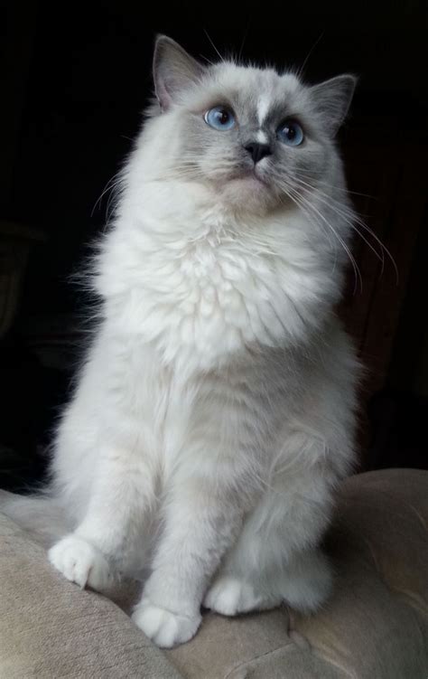 Blue mitted Ragdoll baby with blaze / www,ribbonsragdolls,com | Ragdoll cat, Pretty cats ...