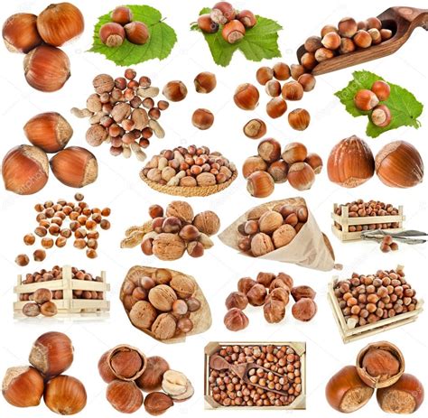 Hazelnut filbert nuts , collection set isolated on a white background ...