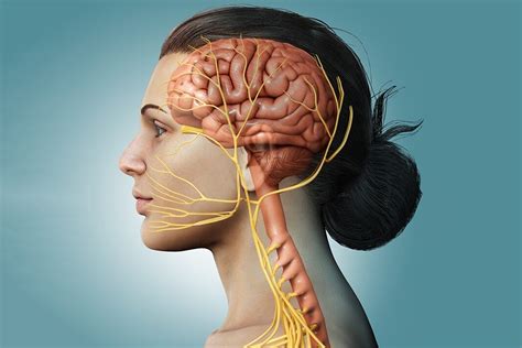 Hypoglossal Nerve Stimulation Treatment for Obstructive Sleep Apnea ...