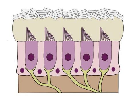 Otolith organs - definition — Neuroscientifically Challenged