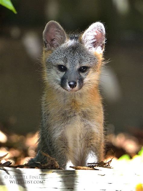 Grey Fox Kit | Animals wild, Wild dogs, Fox