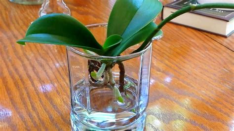 Adjusting your water culture method to keep your orchids happy – Artofit