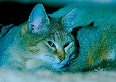 African Wildcat (Felis silvestris lybica) | Starmind Conservation