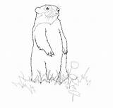 Groundhog Coloring Pages  Best For Kids sketch template