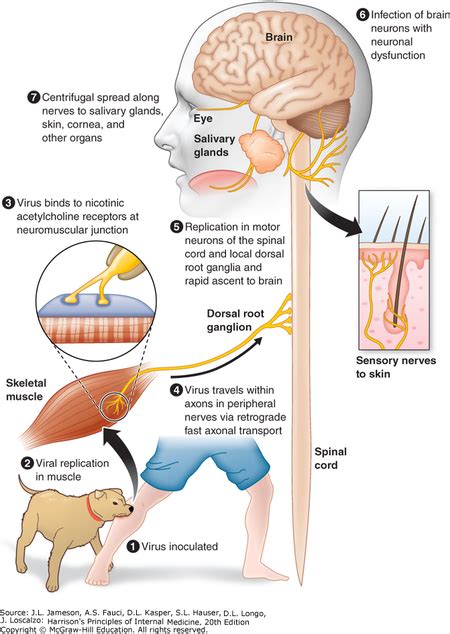 Rabies Lyssavirus - microbewiki