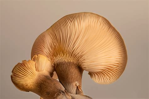 14 Gourmet Mushrooms and How To Use Them - Houston Food Finder