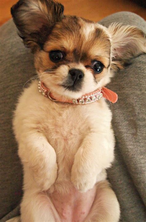 Short Hair Chihuahua Shih Tzu Mix - MXIKER