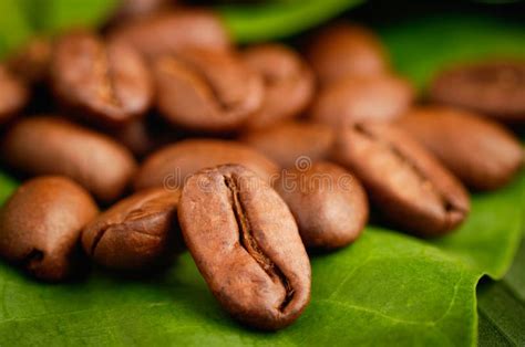 Fair Trade Organic Coffee Beans Stock Image - Image of bean, organic ...