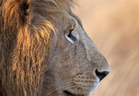 The magnificent lion: the symbol of Africa | WWF