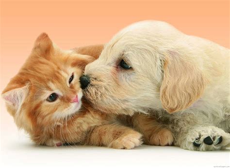 Cute Puppys And Kittens Kissing