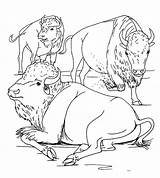 African Buffalo coloring page  Animals Town color Sheet sketch template