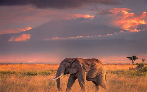 Elefante, nubes, cielo, áfrica, puesta de sol, hierba, Fondo de ...