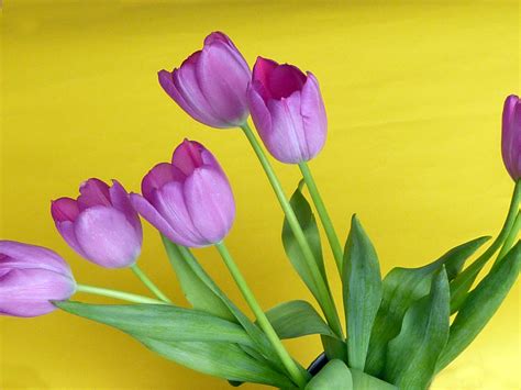 Bunch of fresh tulips on yellow background Creative Commons Stock Image