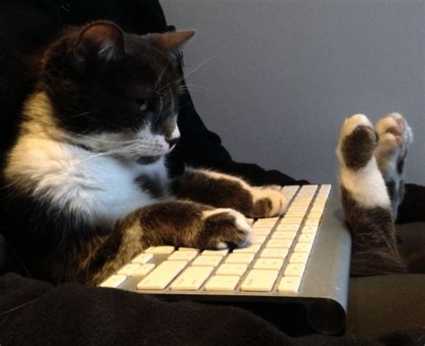 Cat On Keyboard - JustPost: Virtually entertaining