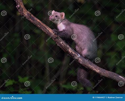 Wild Beech Marten on Branch Stock Image - Image of agile, mammals ...