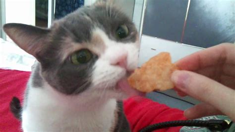 Blessed cat eating chips : r/blessedimages