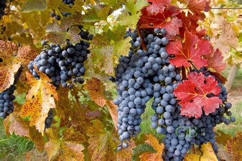 Vite rossa: le foglie aiutano la circolazione sanguigna - Cibo.info