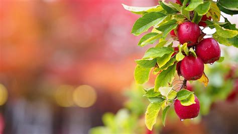 Free download Images Wallpapers of Apple Tree in HD Quality BSCB [1920x1200] for your Desktop ...