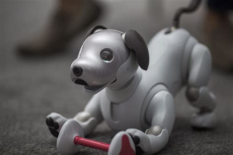 Sony Is About To Release Its Robot Dog, Aibo, in the US