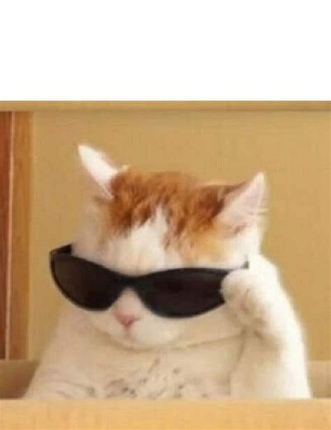 Create meme "cat with sunglasses meme, memes with cats, cat mem ...