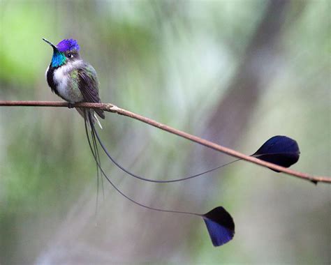 20 Vivid Hummingbird Close-ups Reveal Their Incredible Beauty | Bored Panda