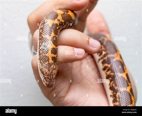 Eryx jayakari, known commonly as the Arabian sand boa or Jayakar's sand ...