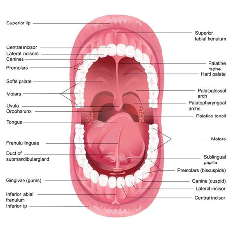 Tongue Surface Anatomy | Mouth anatomy, Human mouth, Tongue health