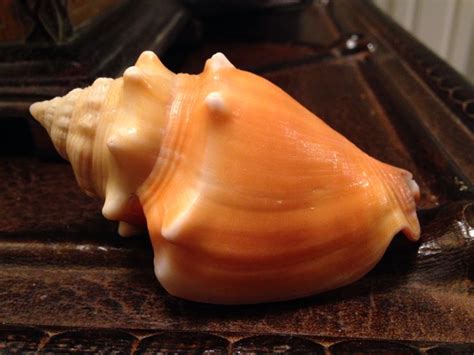 Beautiful fighting conch shell found on Sanibel Island May 2015 | Sanibel, Sanibel island ...