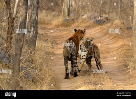 Tigers mating hi-res stock photography and images - Alamy