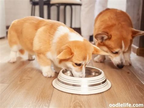 5 Best Corgi Dog Food Choices Of 2024 - OodleLife®