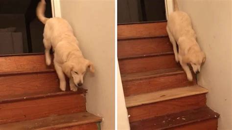 Can Dogs Go Down Stairs