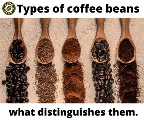 Four types of coffee beans and what distinguishes them. – Agro Beans