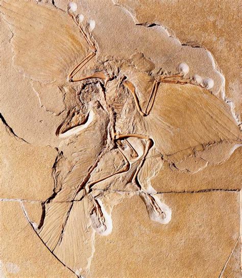 Archaeopteryx: The Transitional Fossil