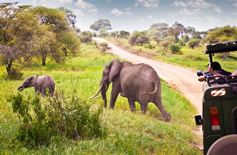 Minne safarille? - Suositut kansallispuistot ja muut safarikohteet ...