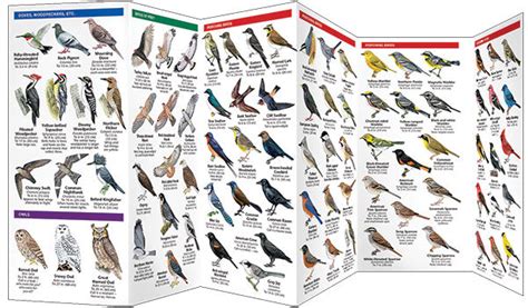 Maine Birds Pocket Reference Guide – Archipelago - The Island Institute ...