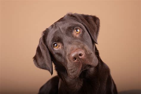 Wachstum und Entwicklung – Wann ist ein Labrador ausgewachsen? - labradortipps.de