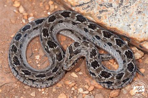 Night Adder (Causus rhombeatus). photographed at Mtubatuba, Kwa- Zulu ...