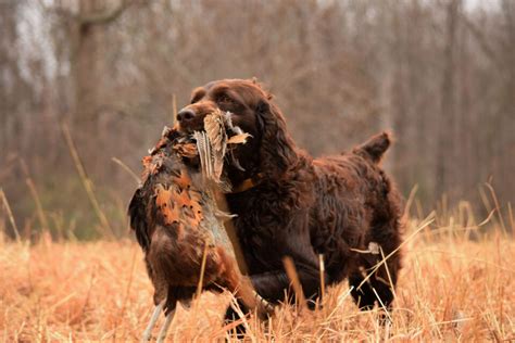 Boykin Spaniel Training: From Playful Pup To An Obedient Dog